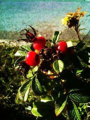 365project • pic 91/365