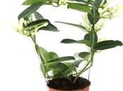 stephanotis dottore