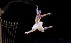 1-5 dicembre 2010: SWAN LAKE