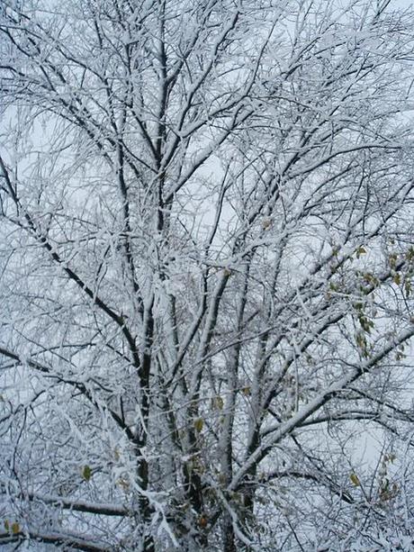 A CASA MIA NEVICA