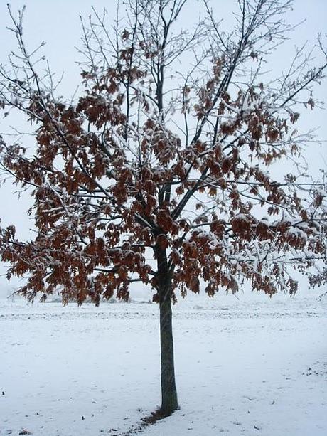 A CASA MIA NEVICA