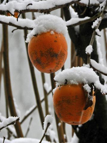 La prima neve