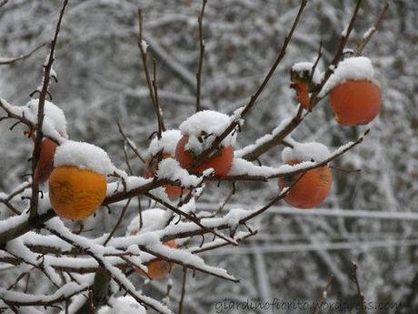 La prima neve