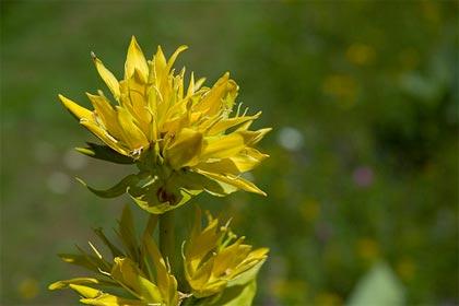 Genziana maggiore, un amaro vegetale che favorisce la digestione