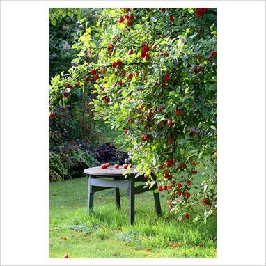 Grandi alberi per piccoli giardini.