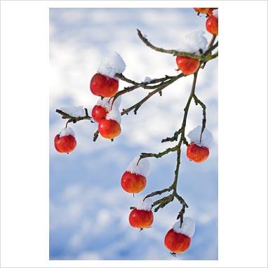 Grandi alberi per piccoli giardini.