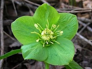 HELLEBORUS VIRIDIS