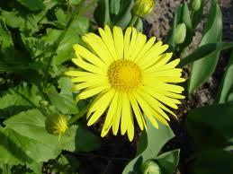 Doronicum