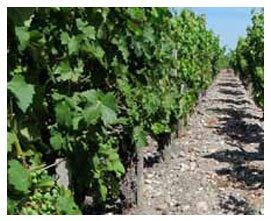 vigneti di cabernet sauvignon