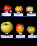 Anche la frutta ha uno storico Museo