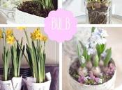 Spring Bulb