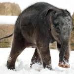 Elephant calf at Hanover Zoo