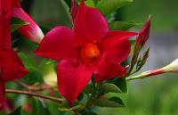 Dipladenia