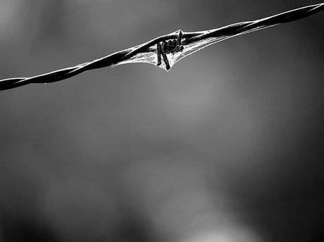 A wire in Auschwitz. With spider's web.