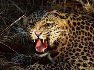 Tragedia in India, leopardo uccide bambino di 8 anni