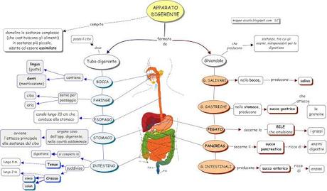 L' APPARATO DIGERENTE 2