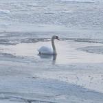 Mute swan_ice