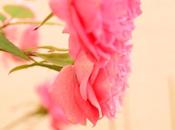Pink Roses...