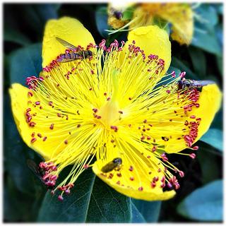 hypericum against chilblains - iperico contro i geloni