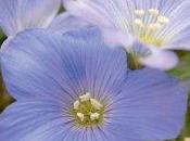 Lino (Linum usitatissimum)