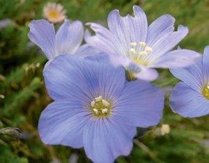 Lino (Linum usitatissimum)