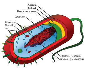 La cellula procariote