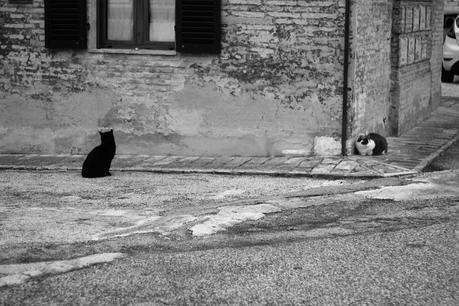 Scalone Nappi