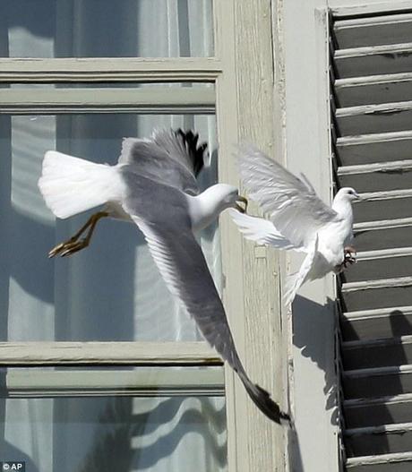 The poetic moment takes a turn for the worse as the seagull swoops upon the unsuspecting dove 