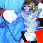 Iran says it successfully launched monkey into space03