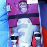 Iran invia scimmia nello spazio: “La missione è riuscita”
