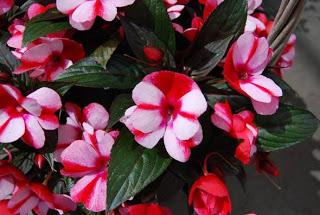 Impatiens Nuova Guinea