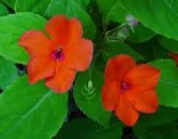 Impatiens