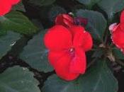 Impatiens