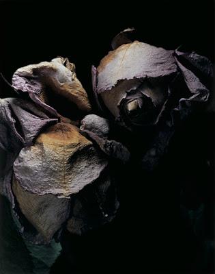 David Sims: Roses