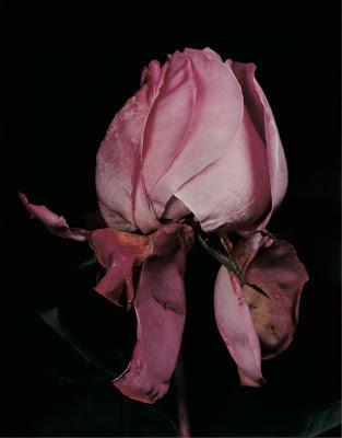 David Sims: Roses