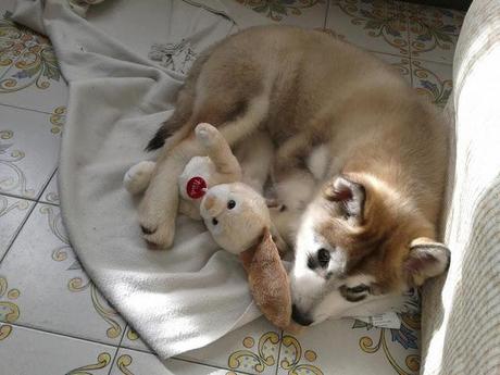 Roma Alaskan Malamute