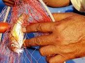 "comune" cittadino potrà candidarsi!