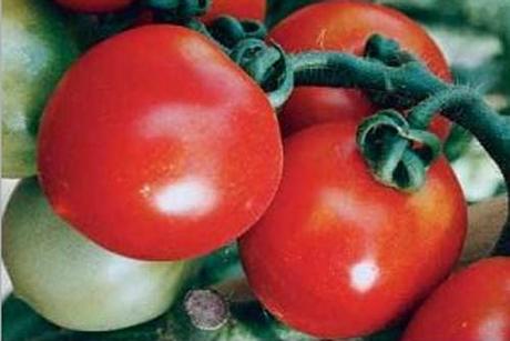 I POMODORI NANI DA COLTIVARE NELL’ORTO O SUL BALCONE