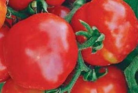 I POMODORI NANI DA COLTIVARE NELL’ORTO O SUL BALCONE