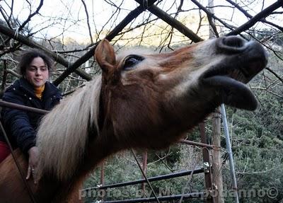 MARIA LUISA DE SIMONE : dog-walkin in Costa d'Amalfi