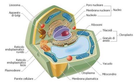 La cellula eucariote