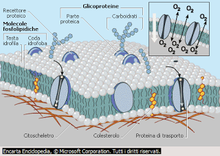 La cellula eucariote