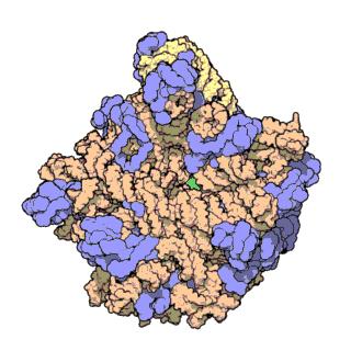 La cellula eucariote