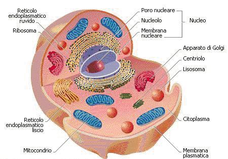 La cellula eucariote