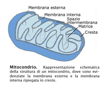 La cellula eucariote