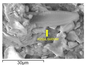 Dimostrata la teoria della Panspermia?