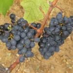 fare vino grappli di sangiovese