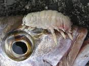 Crostaceo parassita sostituisce alla lingua pesci