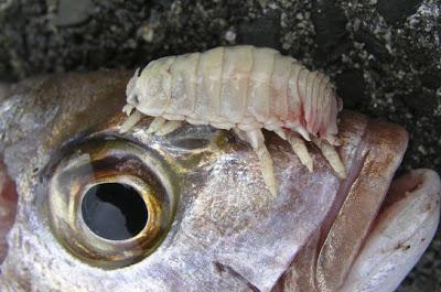 Crostaceo parassita si sostituisce alla lingua dei pesci