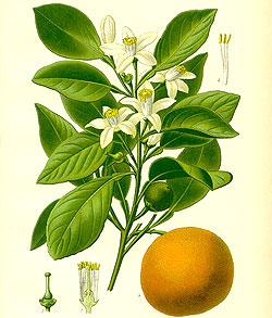 Olio essenziale di Neroli usi e prorietà